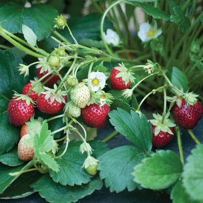 Mara des Bois – Spring-Planted Strawberry Bare-Root Plants