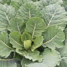 Top Bunch 2.0 Collards