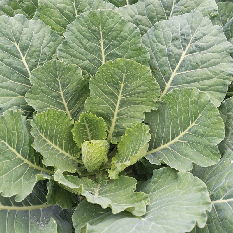 Collard Green Seeds - Organic & Non Gmo Collard Green Seeds - Heirloom  Seeds - Fresh USA Grown Seeds - Georgia Southern Collard Variety