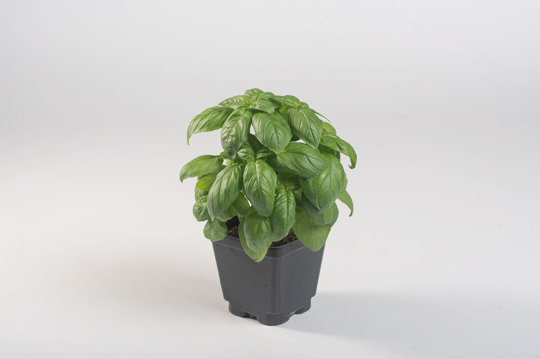 Prospera&reg; Compact DMR (PL4) Genovese Basil