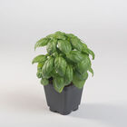 Prospera® Compact DMR (PL4) Genovese Basil