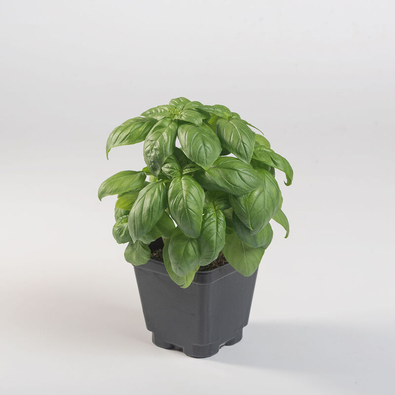 Prospera® Compact DMR (PL4) Genovese Basil