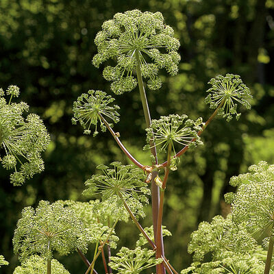 Angelica Angelica