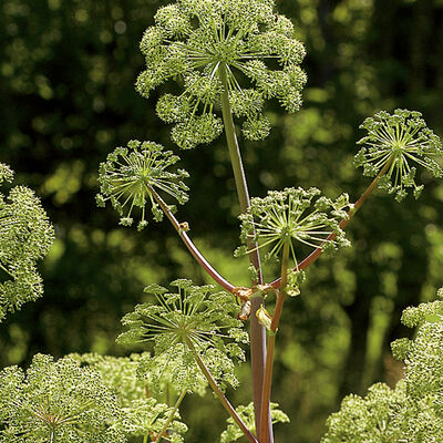 Angelica Angelica