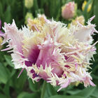 Crunchy Cummins Tulips