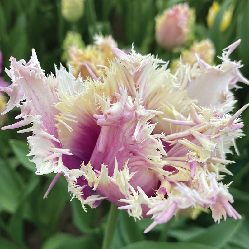 Crunchy Cummins Tulips