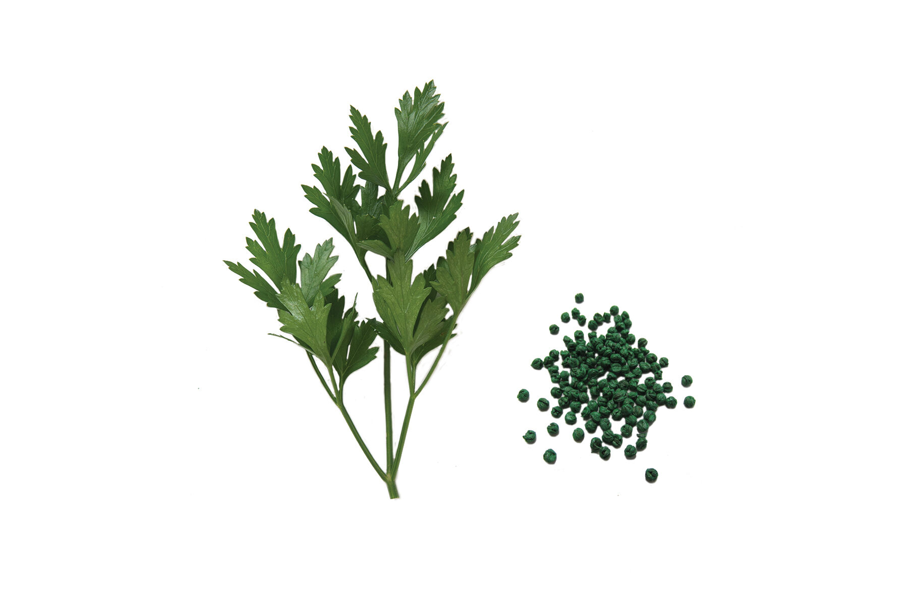 Johnny's Selected Seeds Giant of Italy Parsley Seed