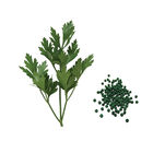 Giant of Italy Leaf Parsley