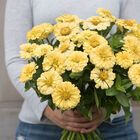 Giant Dahlia Flowered Creamy Yellow Zinnias