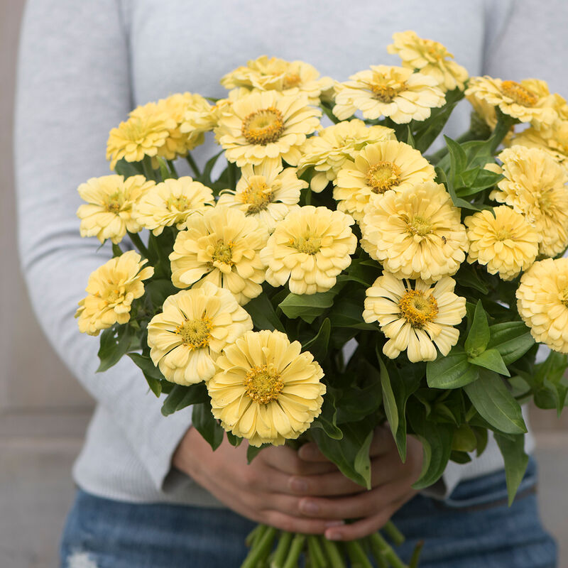 Giant Dahlia Flowered Creamy Yellow Zinnias