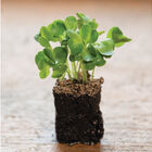 Radish, Daikon Microgreen Vegetables