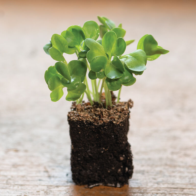 Radish, Daikon Microgreen Vegetables