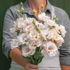 Corelli™ III Light Pink Lisianthus
