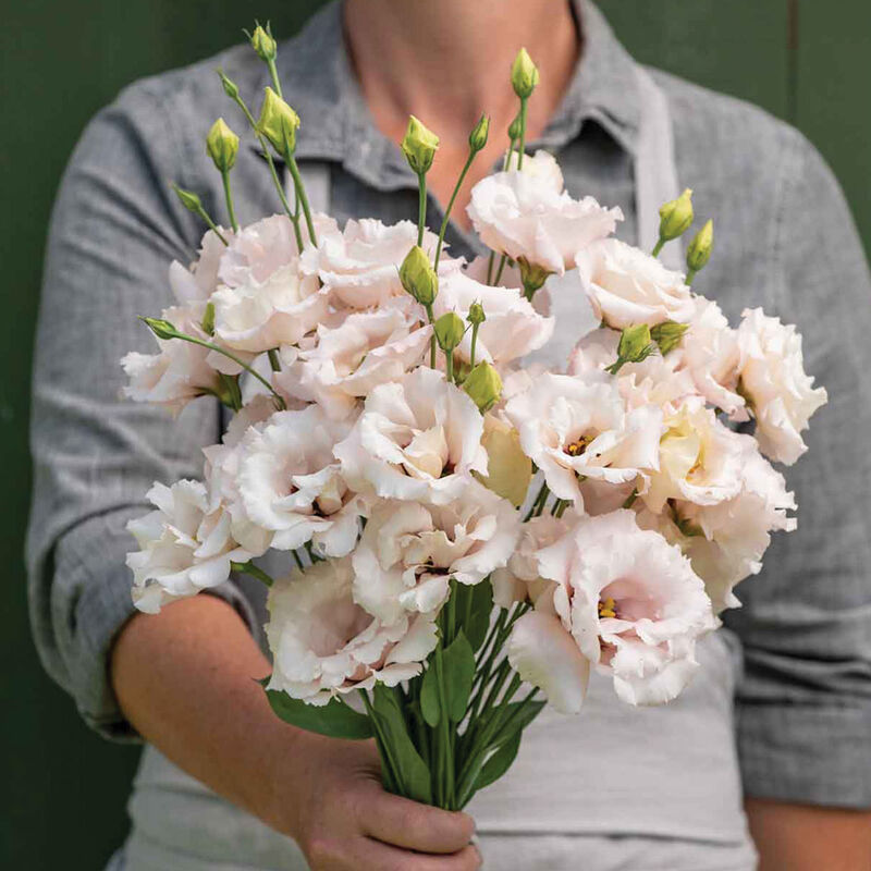 Corelli™ III Light Pink Lisianthus