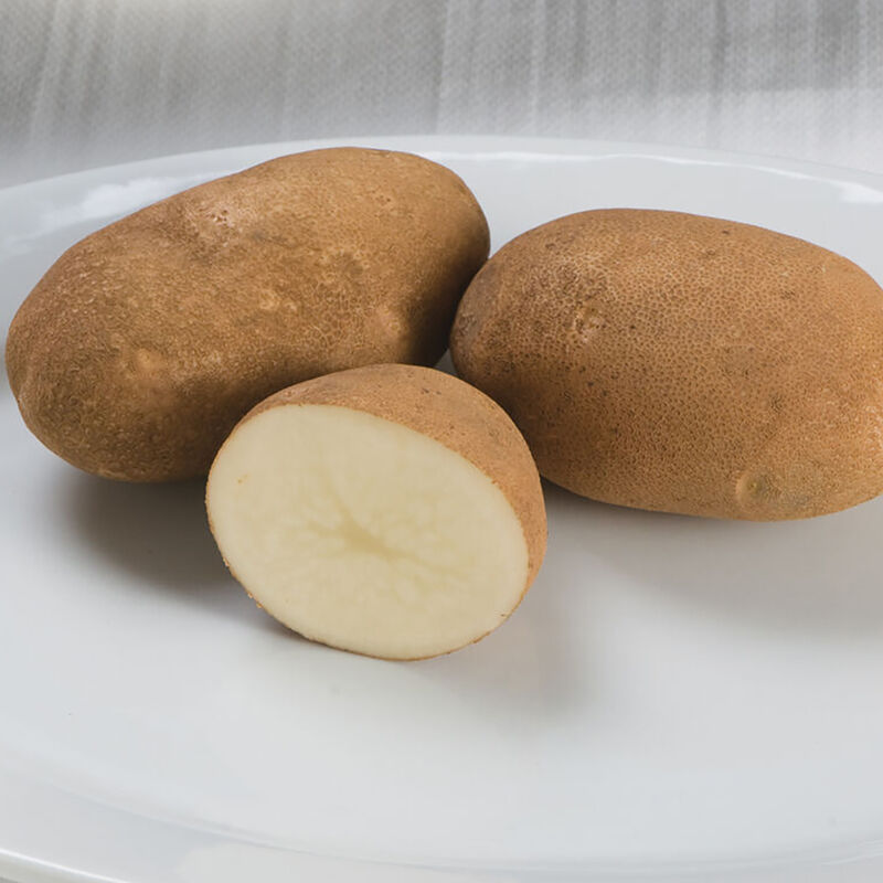 Gold Rush Organic Seed Potatoes Johnny's Selected Seeds