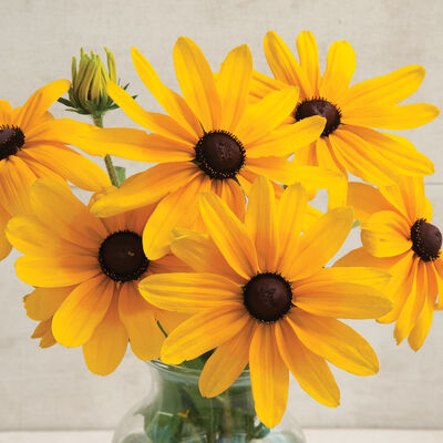 Indian Summer Rudbeckia (Black-Eyed Susan)