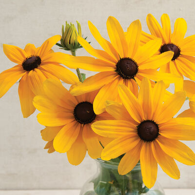 Indian Summer Rudbeckia (Black-Eyed Susan)