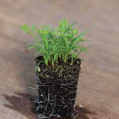 Carrot Carrot Microgreen Vegetables