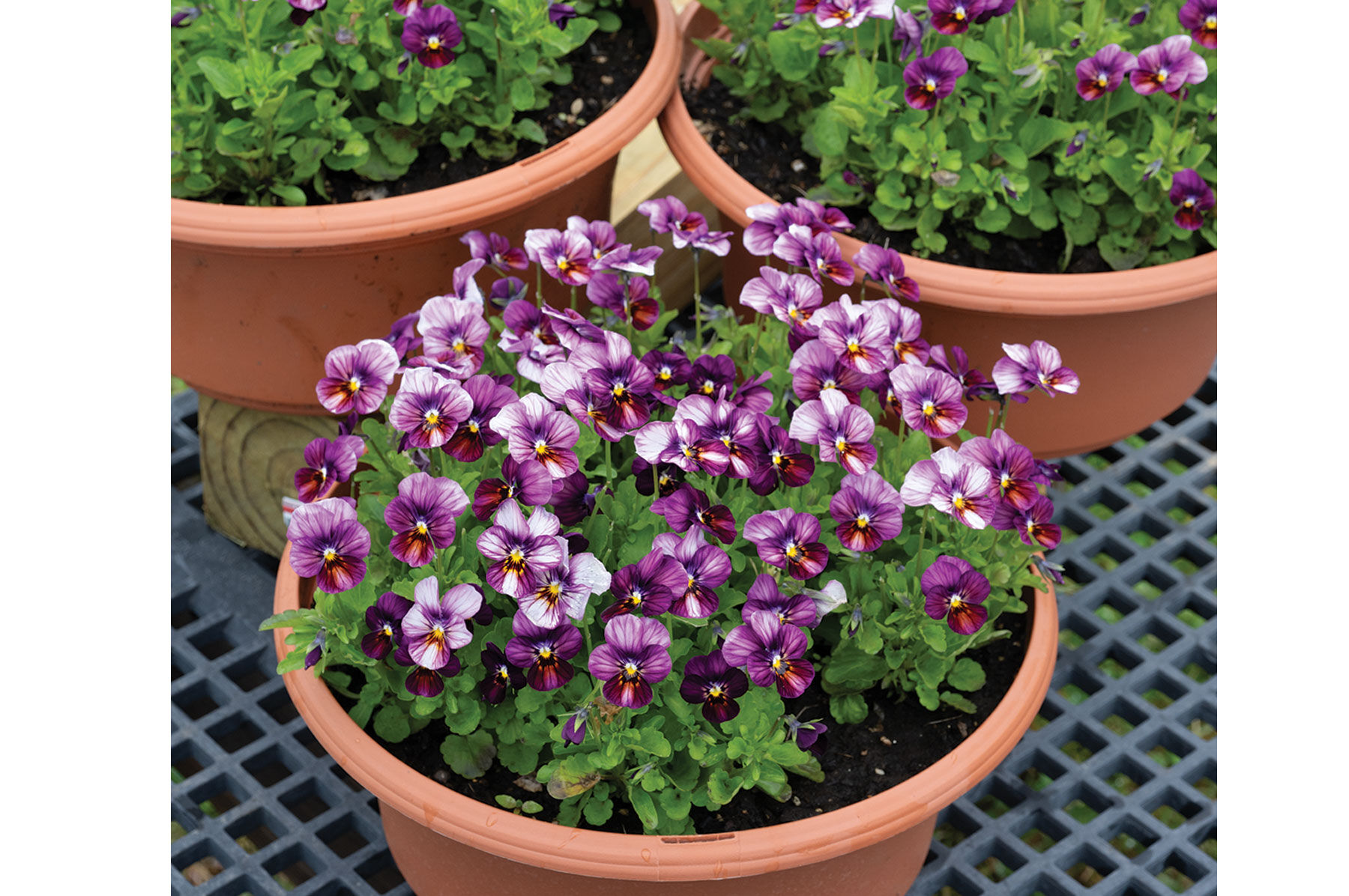 Floral Power Plum Antique - Viola (Pansy) Seed | Johnny's Selected