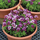 Floral Power Plum Antique Viola (Pansy)