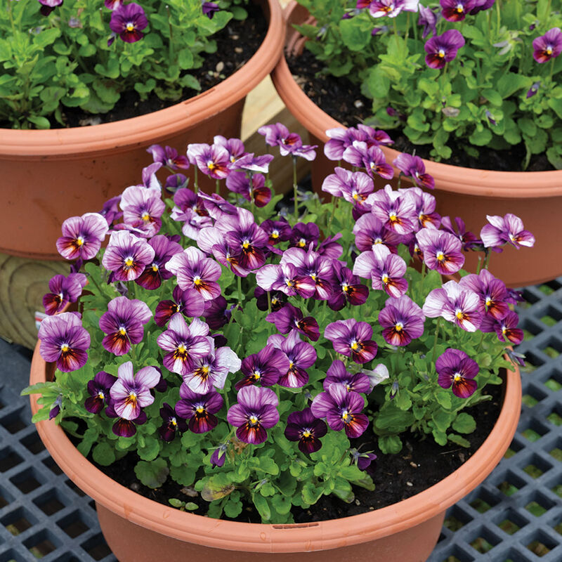 Floral Power Plum Antique Viola (Pansy)
