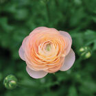 Romance™ Salerno® Ranunculus