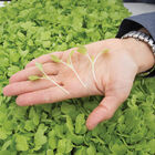 Chinese Cabbage, Tokyo Bekana Microgreen Vegetables