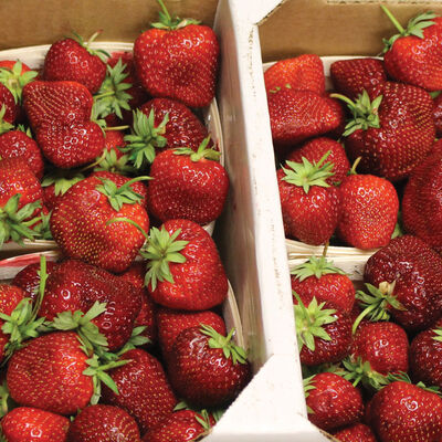 Malwina – Spring-Planted Strawberry Bare-Root Plants