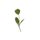 Alfalfa Microgreen Vegetables