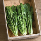 Clio Clio Italian Dandelion