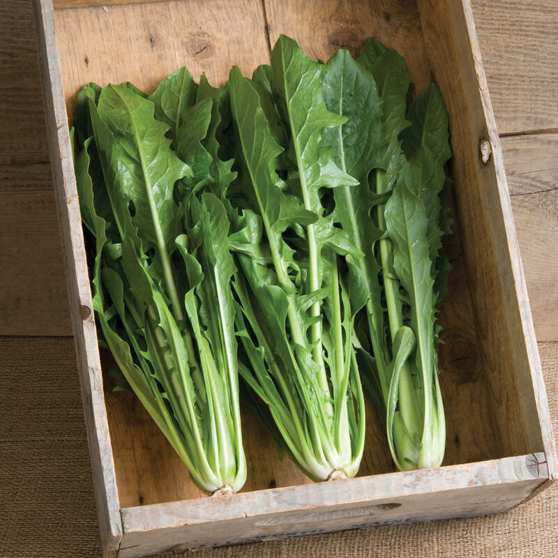 Clio Clio Italian Dandelion