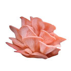 Pink Oyster 'Spray & Grow' Kit 'Spray & Grow' Kits