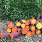 Dragon Colored Carrots