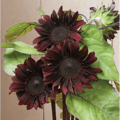 Red Hedge Red Hedge Tall Sunflowers