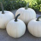 Blanco Specialty Pumpkins