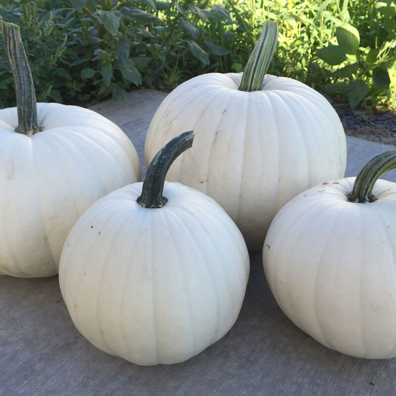 Blanco Specialty Pumpkins
