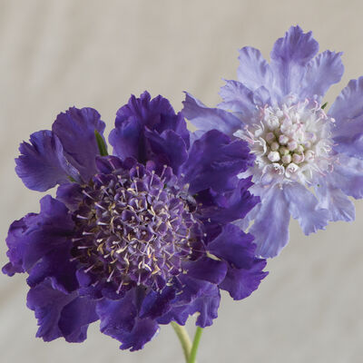 Fama Deep Blue Scabiosa (Pincushion Flower)