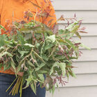 Lemon Bush Eucalyptus