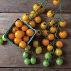 TY Yellow Mimi Cherry Tomatoes