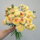 Romance™ Hydra® Ranunculus