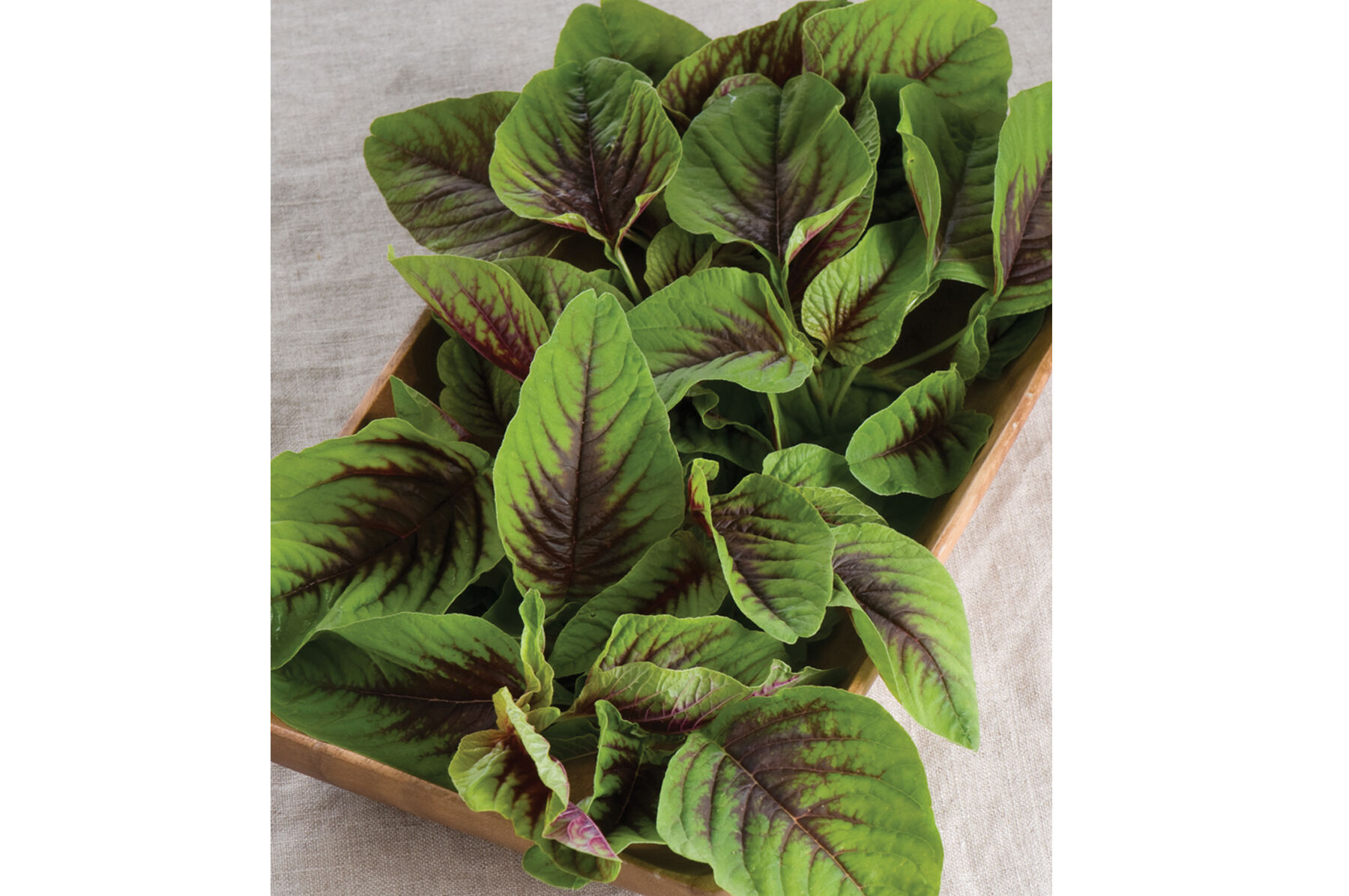 Red Leaf Vegetable Amaranth Specialty Greens