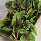 Red Leaf Vegetable Amaranth Red Leaf Vegetable Amaranth Specialty Greens