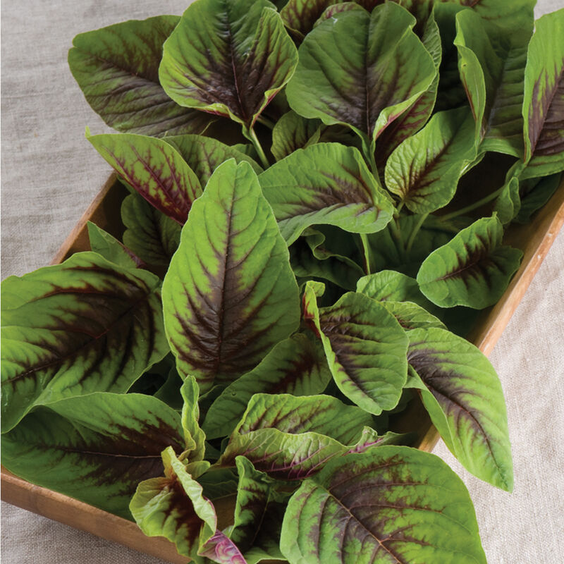 Red Leaf Vegetable Amaranth Specialty Greens