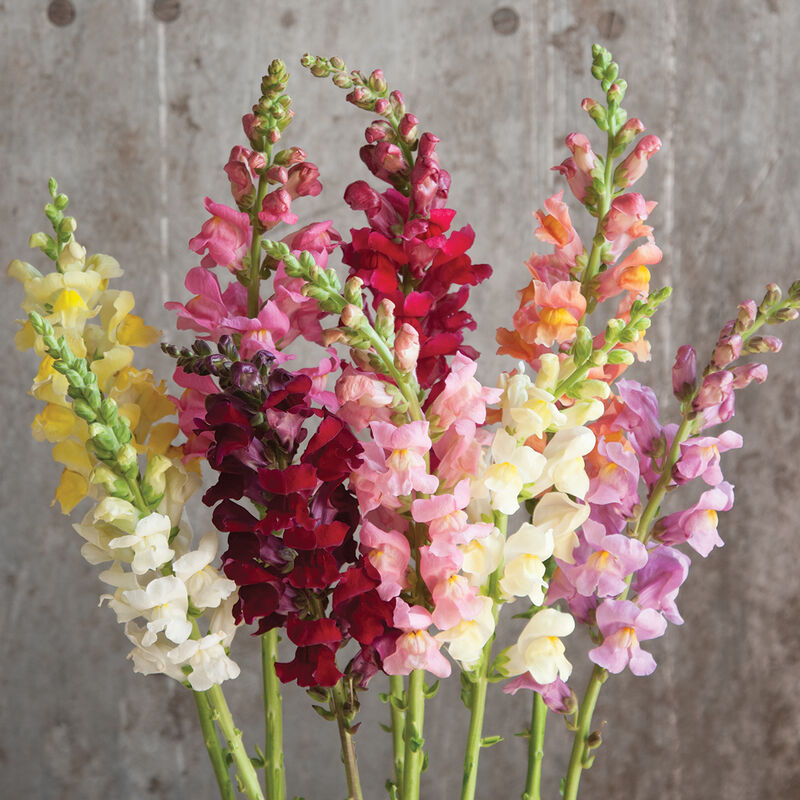 Rocket Mix Snapdragon