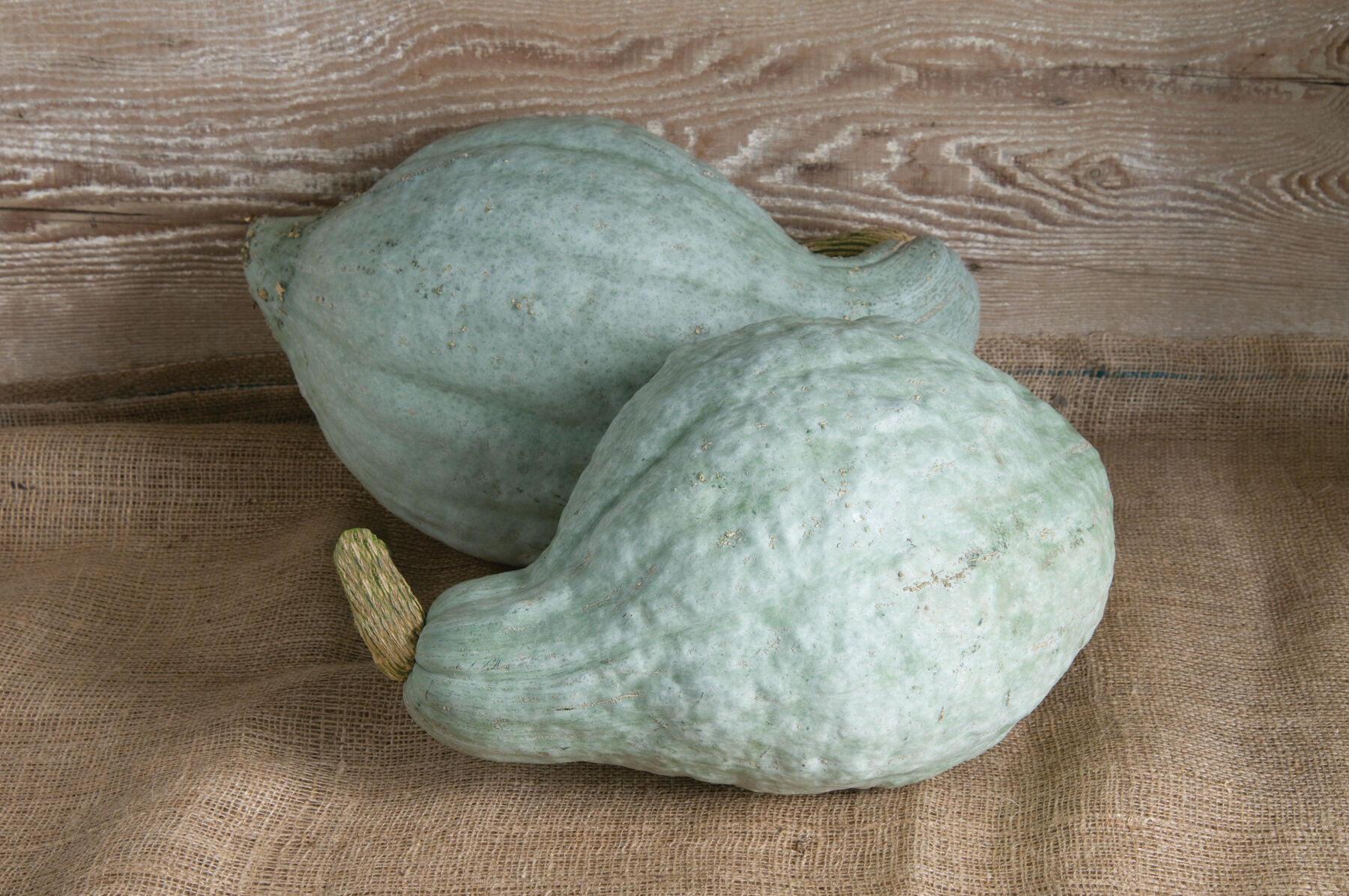 Johnny's Selected Seeds Hubbard Squash Seed