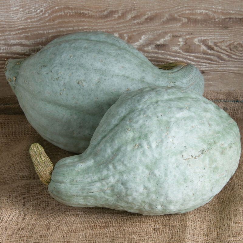 Blue Hubbard Winter Squash