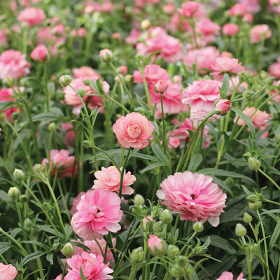 Butterfly™ Hera® Ranunculus