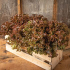 Shirane Sky Leaf Lettuce