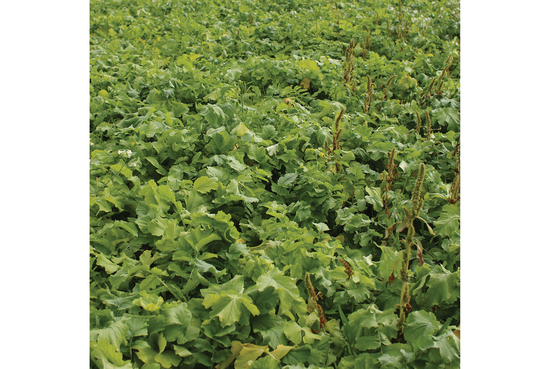 Oilseed Radish Radishes (Cover Crop)