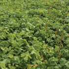 Oilseed Radish Oilseed Radish Radishes (Cover Crop)